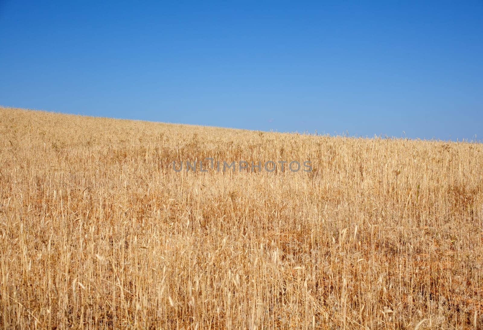 Ripe wheat ears on field on blue sky