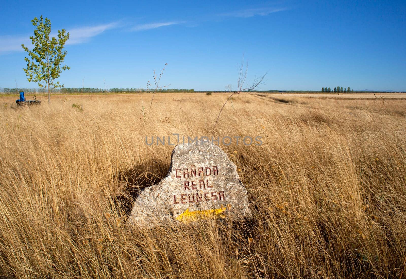 Stone with the phrase: canada real leonesa