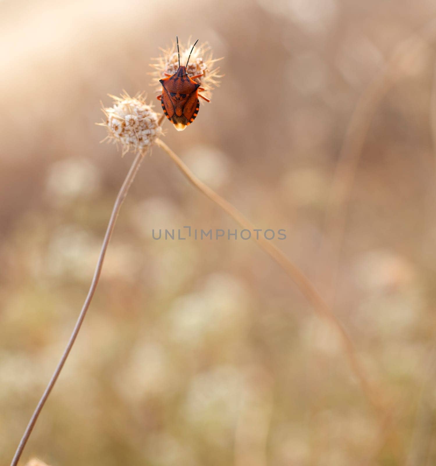 Photo of Insect on dried flower
