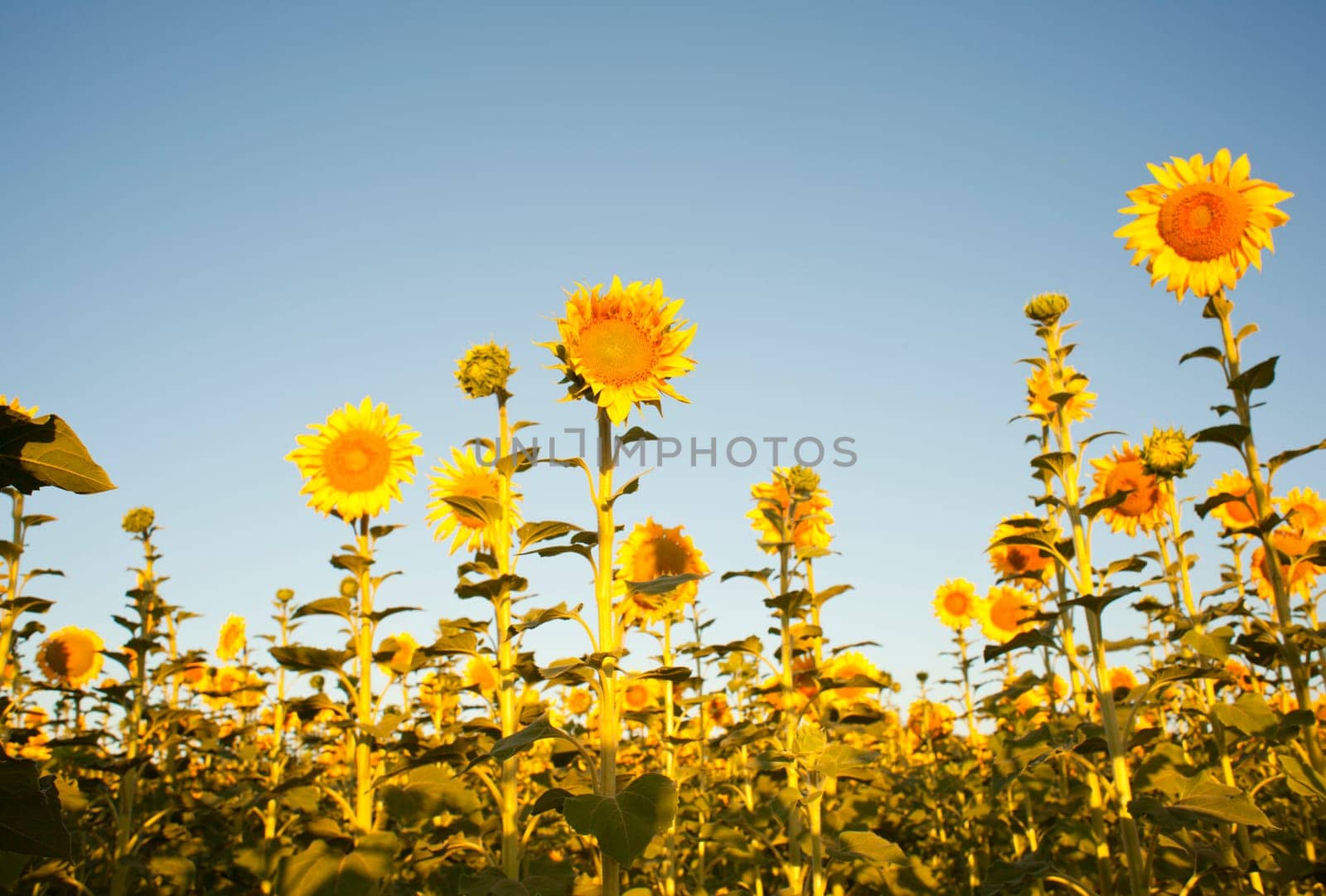 Sunflowers on the blue sky