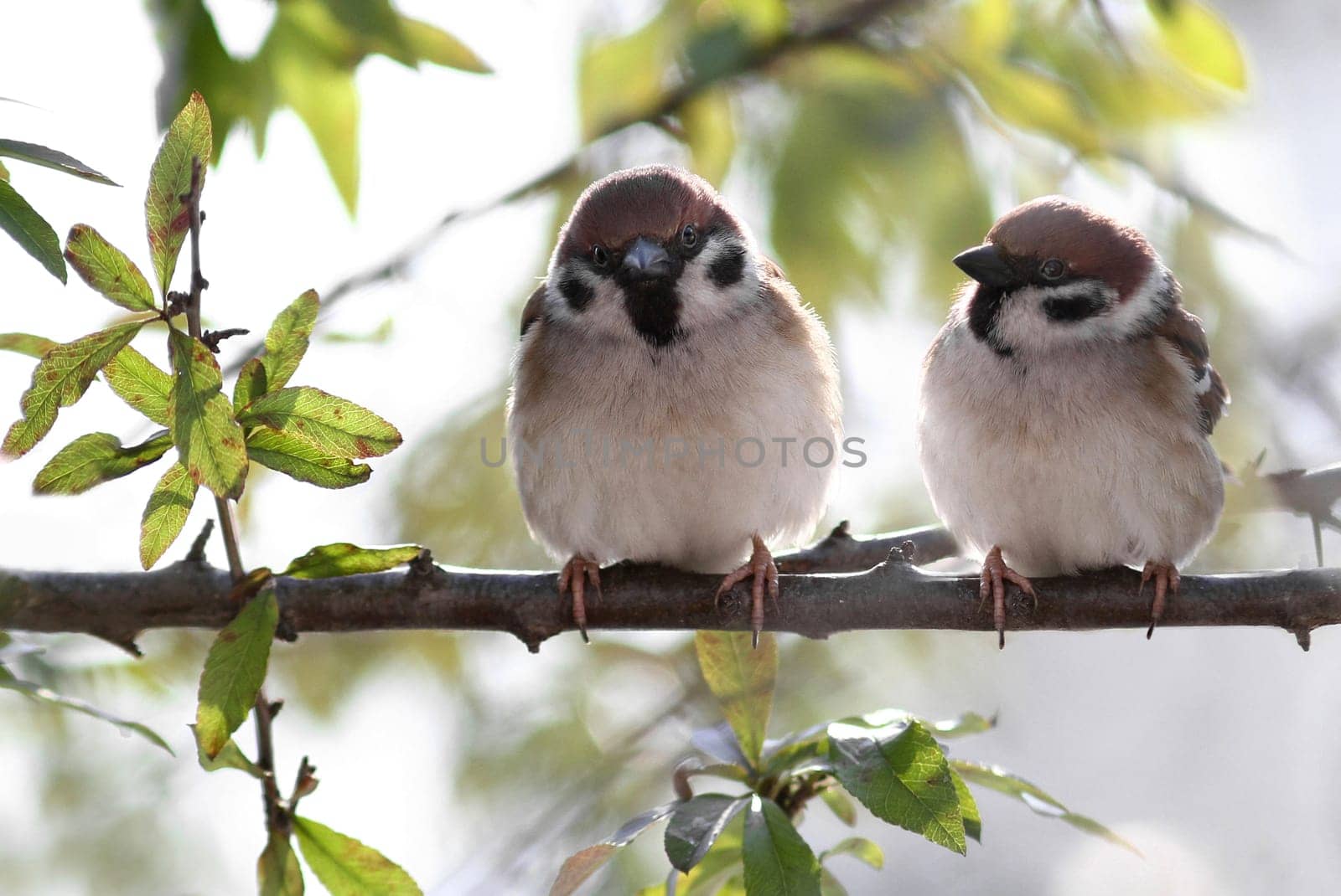 Passer Domesticus - The Sparrow