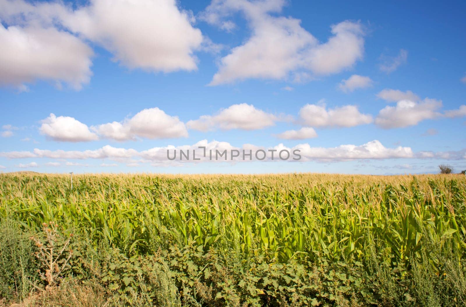 View of Cornfield in the spanish countryside