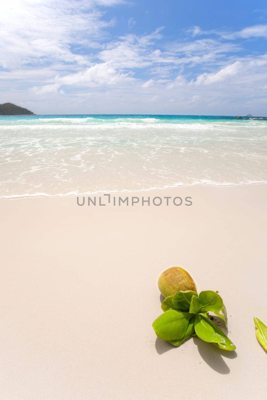 Coconut on the Seychelles beach