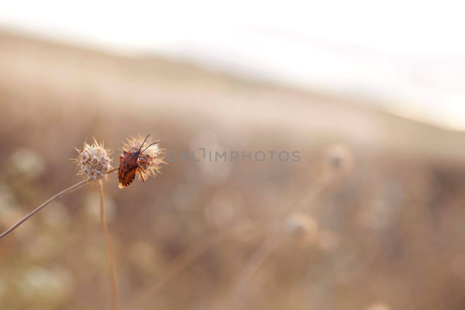 Photo of Insect on dried flower