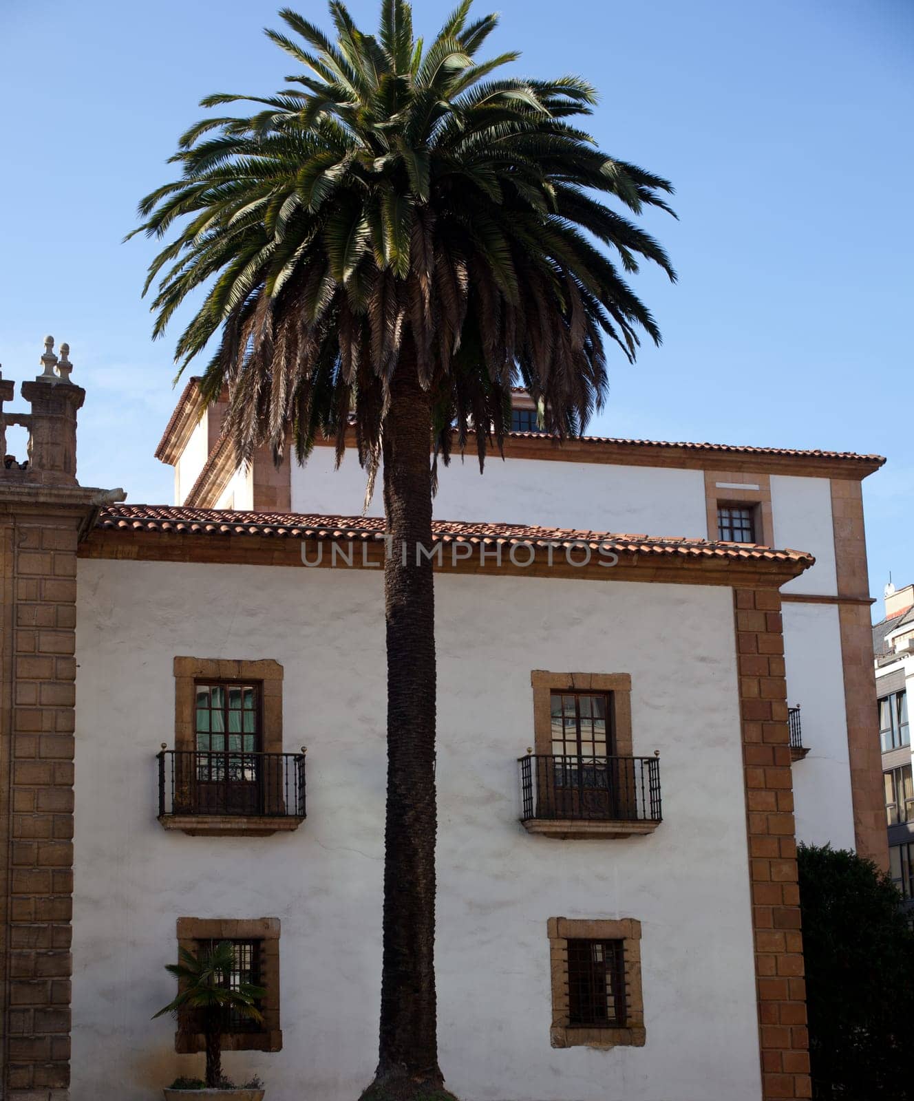 View of historic building and palm, Oviedo