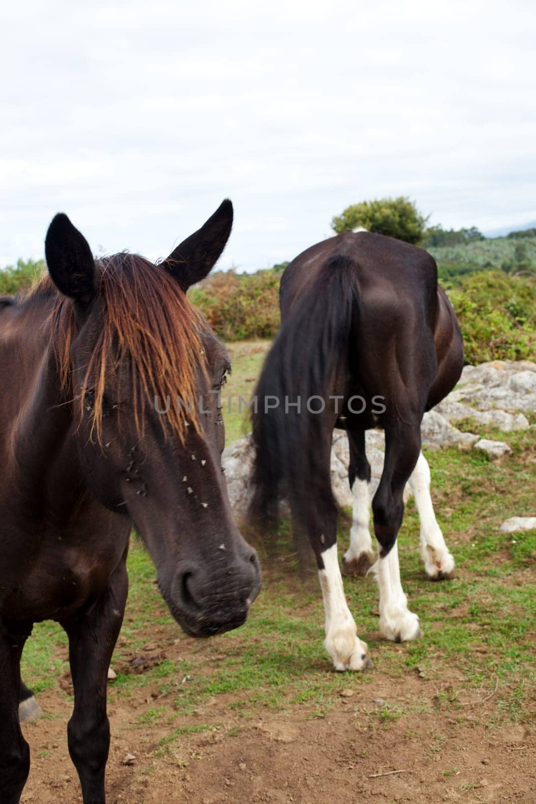 Herd of horses grazing, Spain