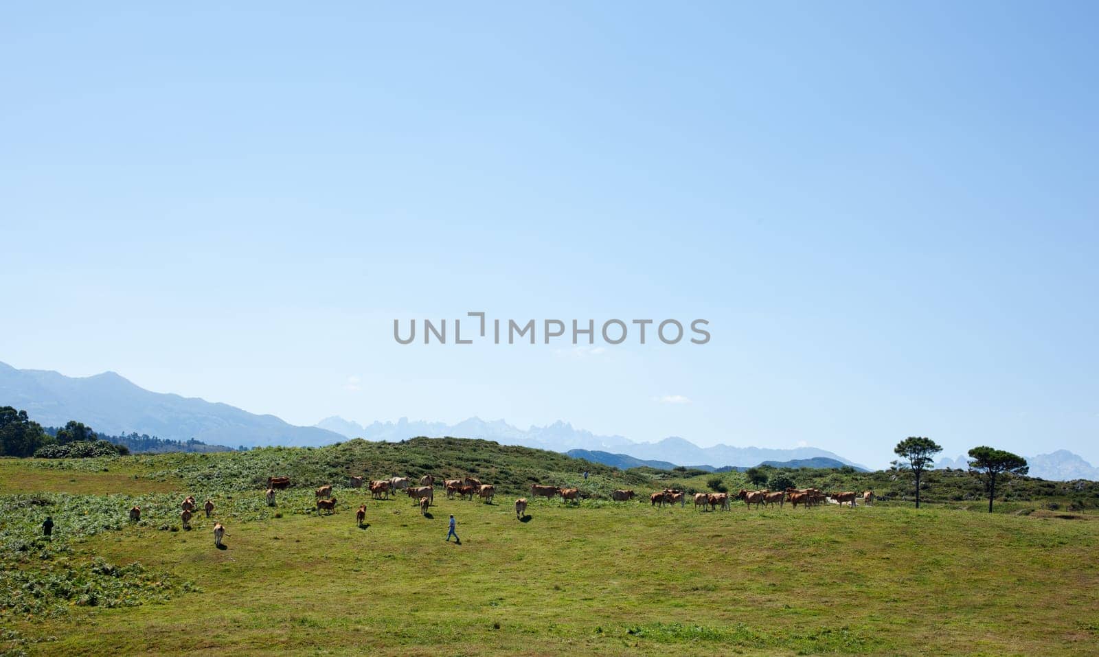 Herd of cows grazing on the grass