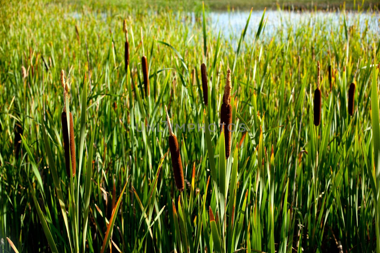 Cane thicket in the spanish countryside