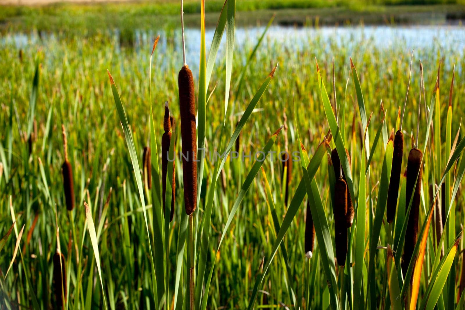 Cane thicket in the spanish countryside