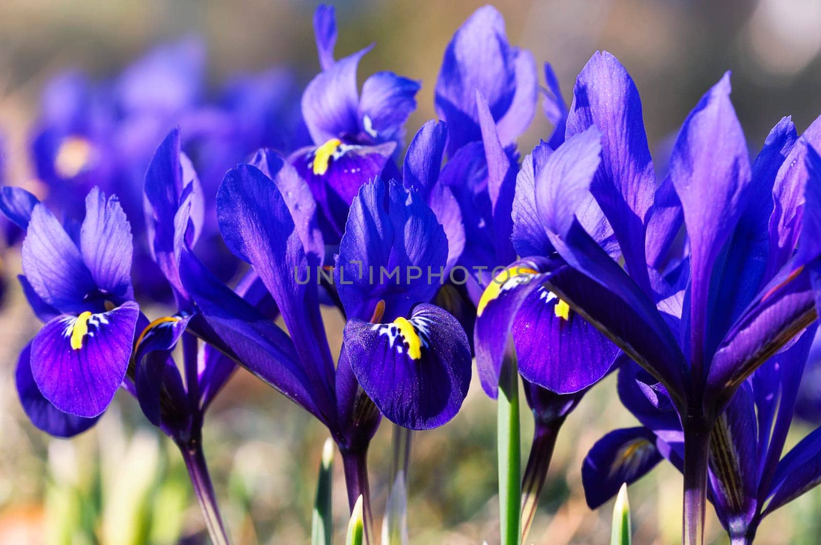 Iris reticulata