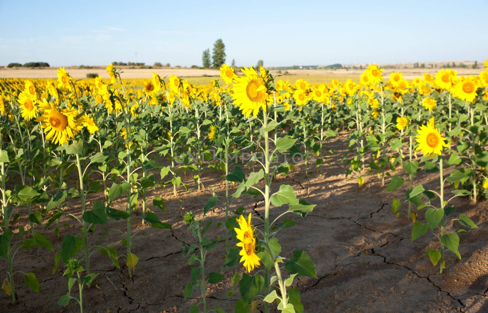 View of Sunflowers field, Spanish countryside