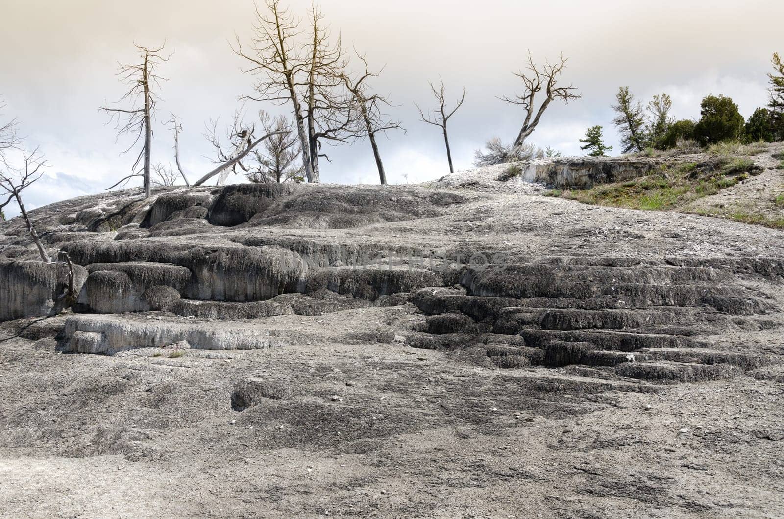 Mammoth Hot Springs in Yellowstone National Park in Wyoming in the United States of America