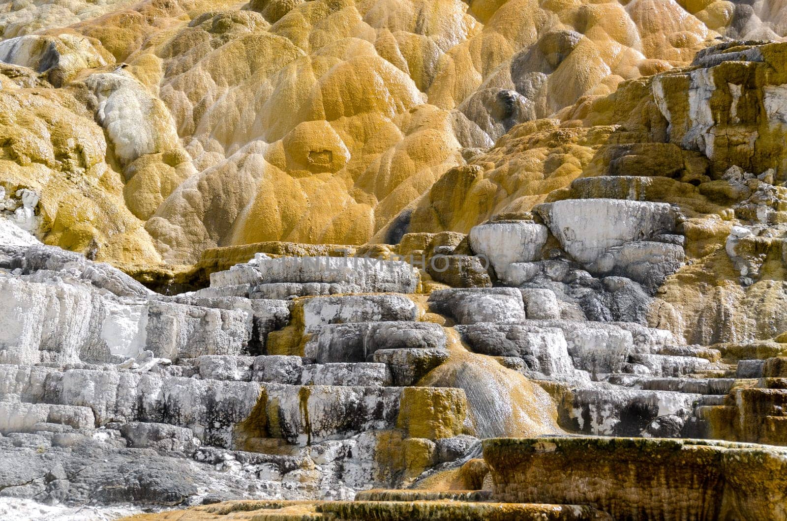 Mammoth Hot Springs in Yellowstone National Park in Wyoming in the United States of America