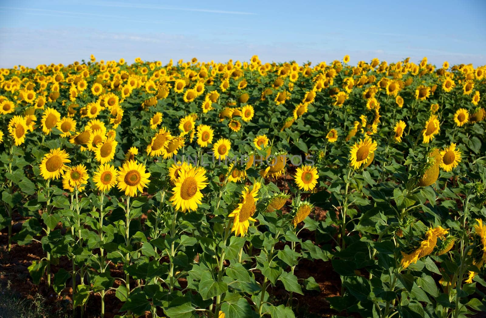 View of Sunflowers field, Spanish countryside