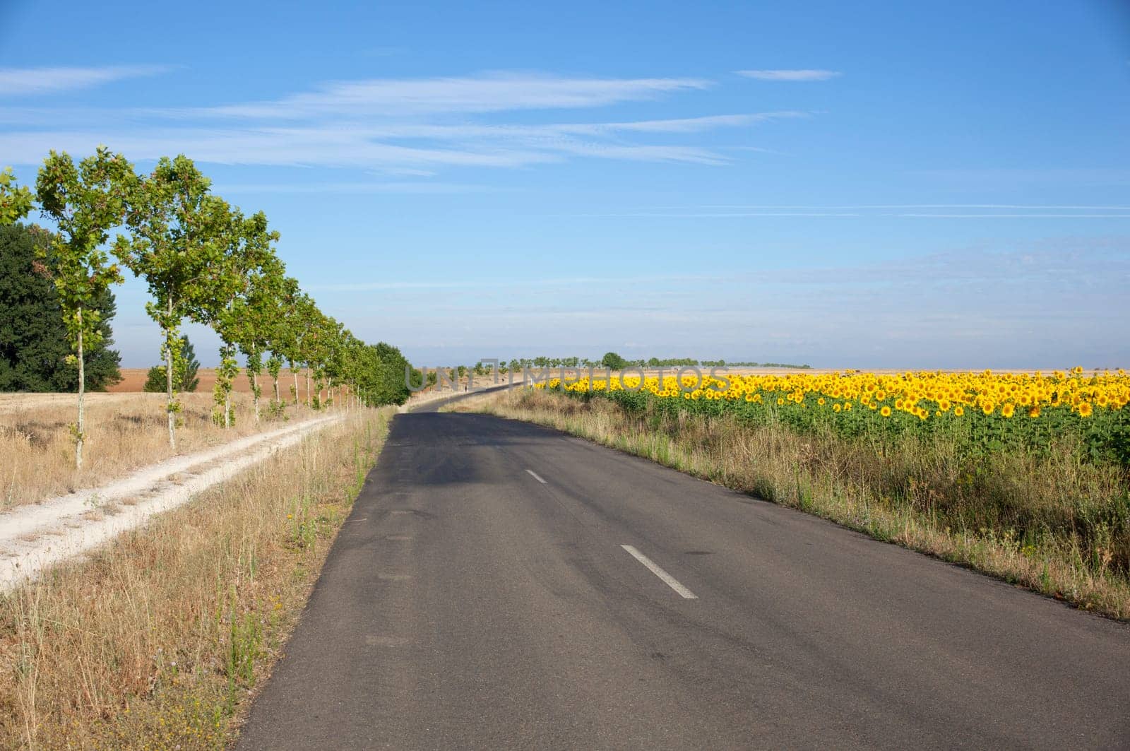 Road next to sunflowers field