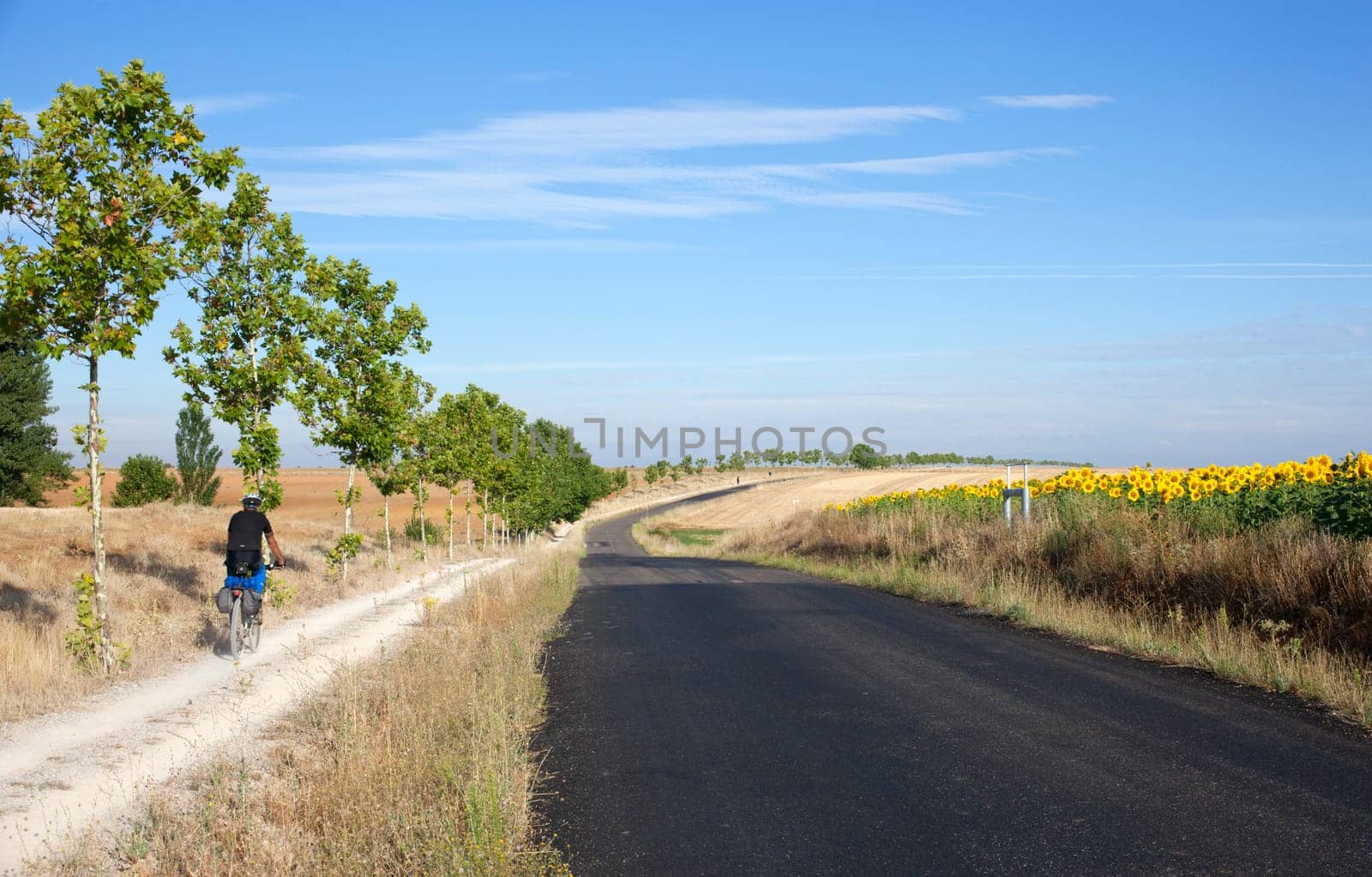 Road next to sunflowers field