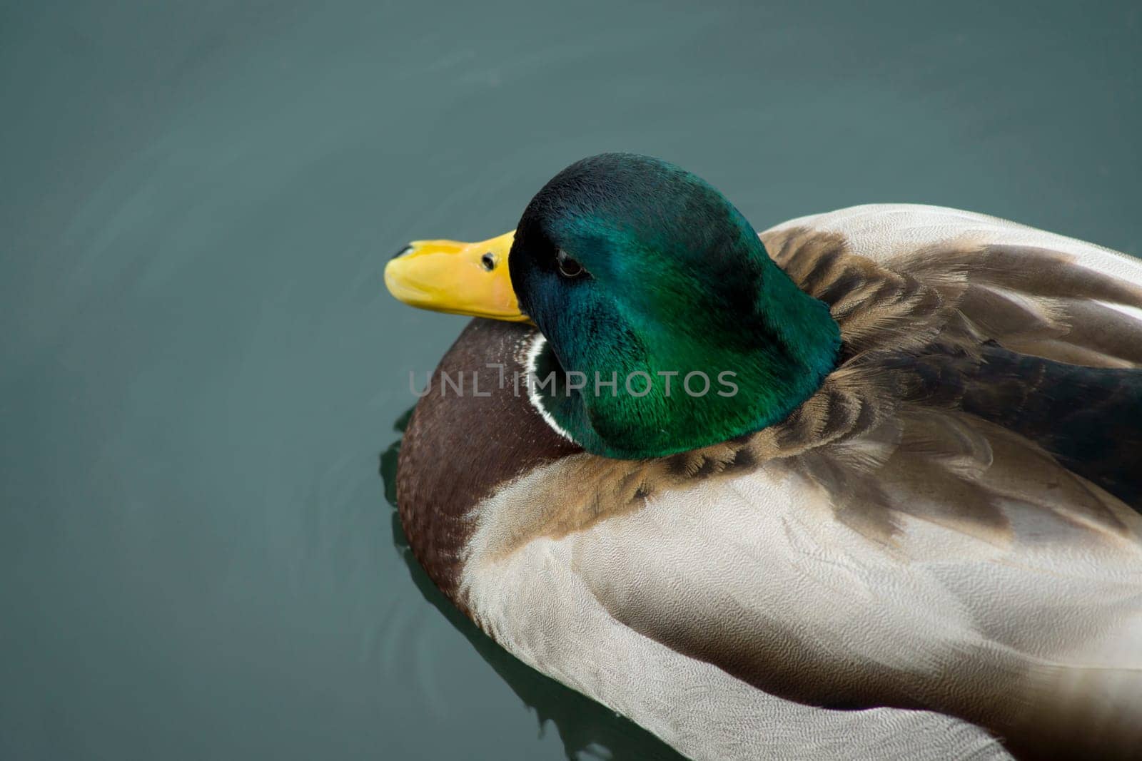 Mallard