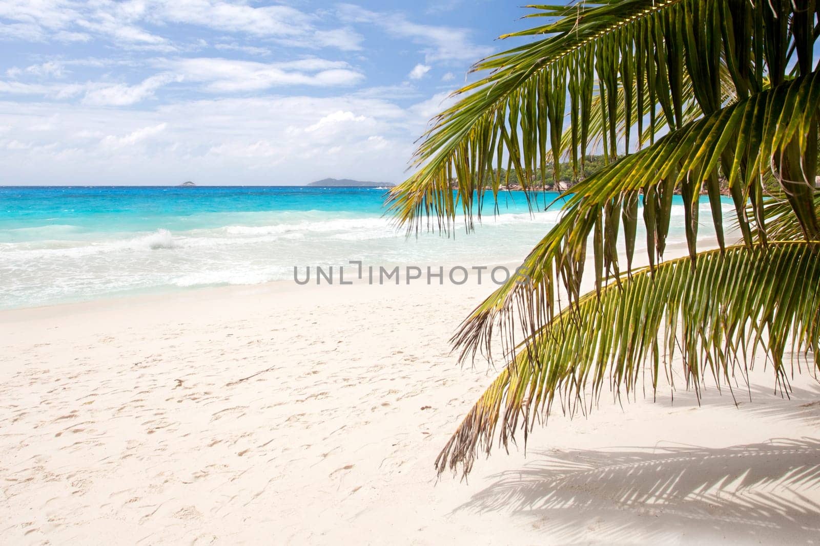 Palm trees on the beach