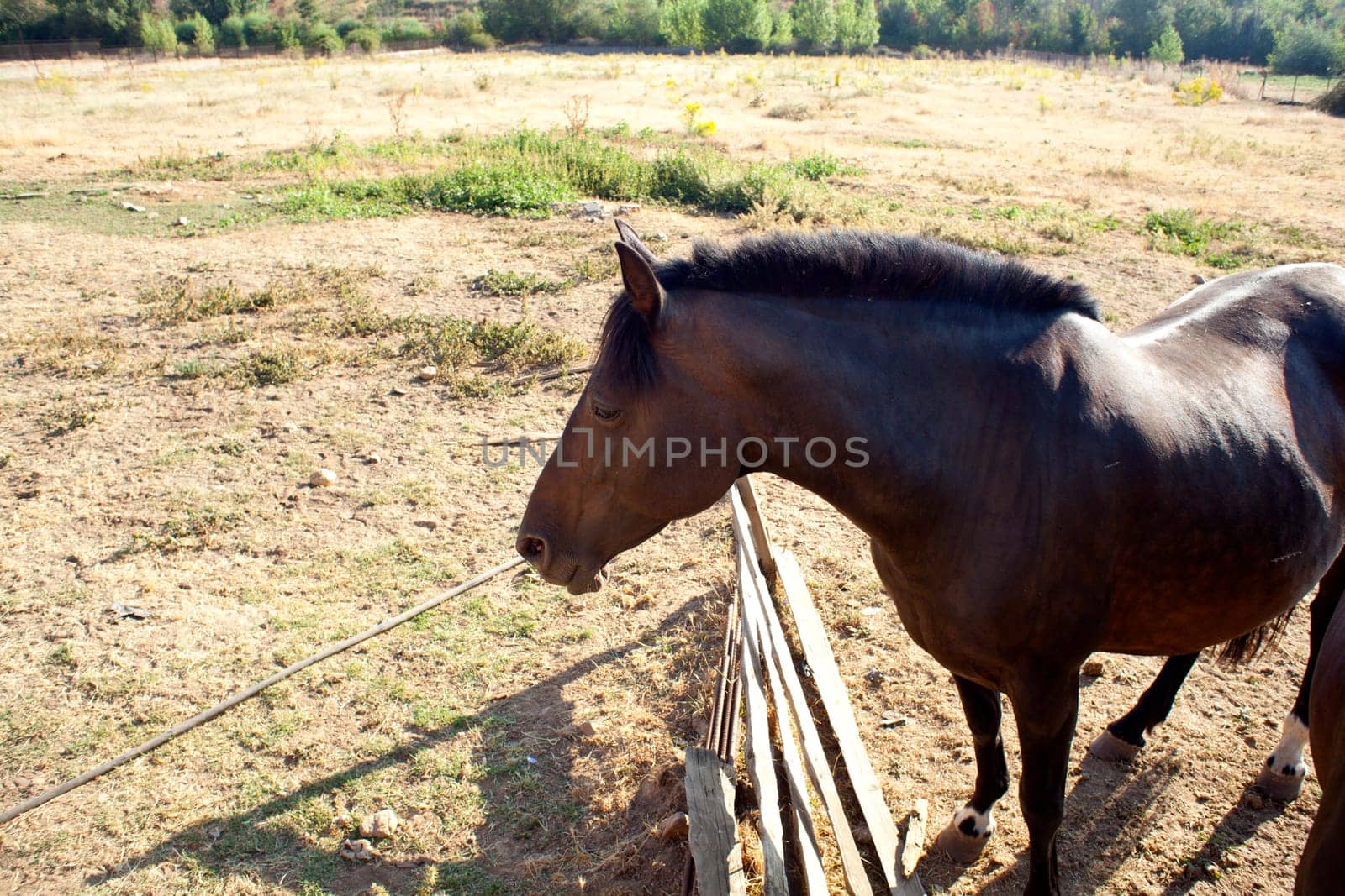 Brown horse in the farm