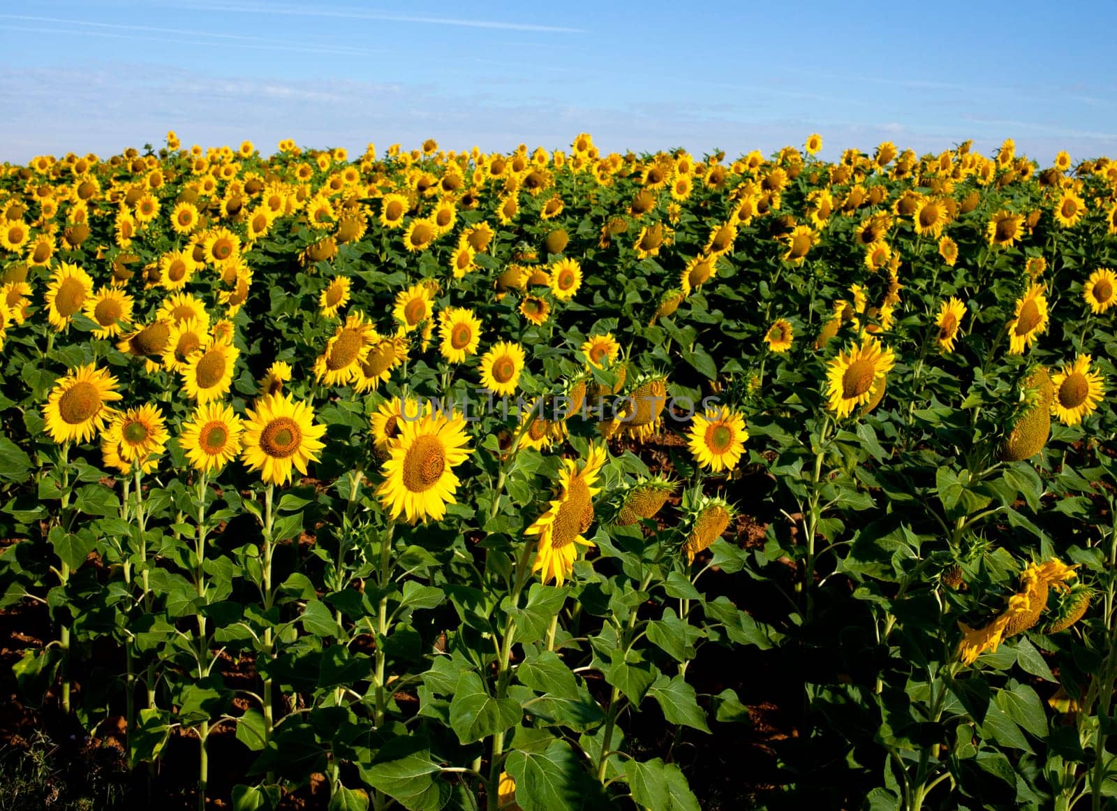 View of Sunflowers field, Spanish countryside