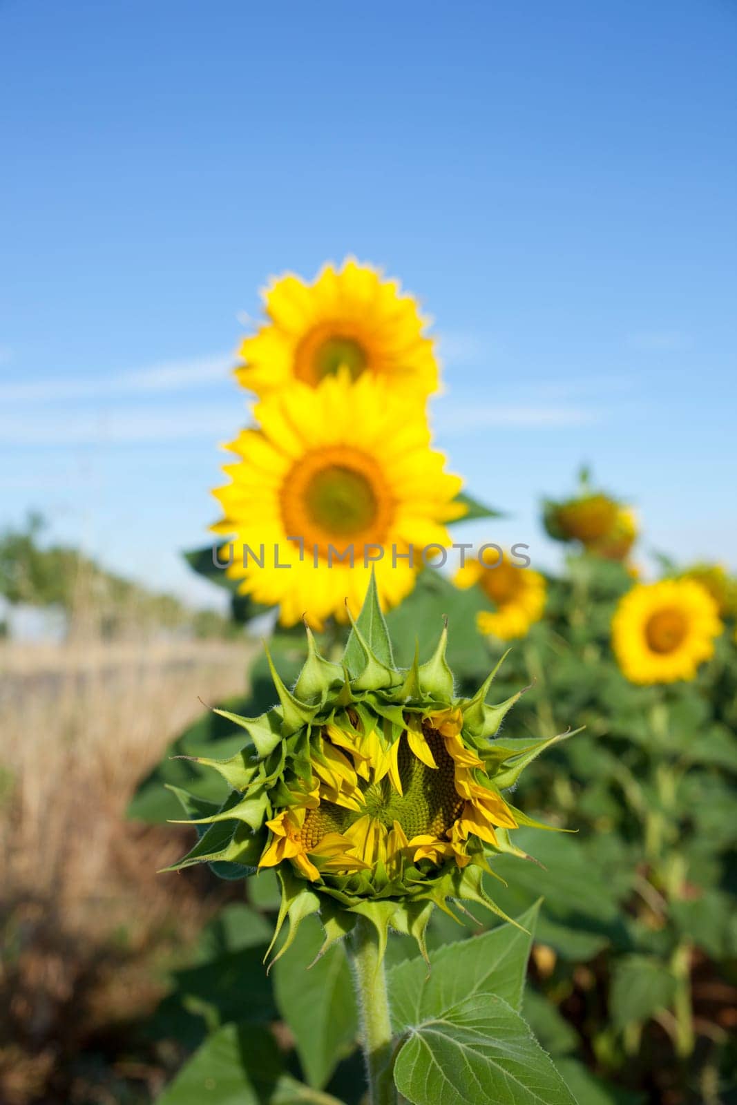 View of Sunflowers field, Spanish countryside