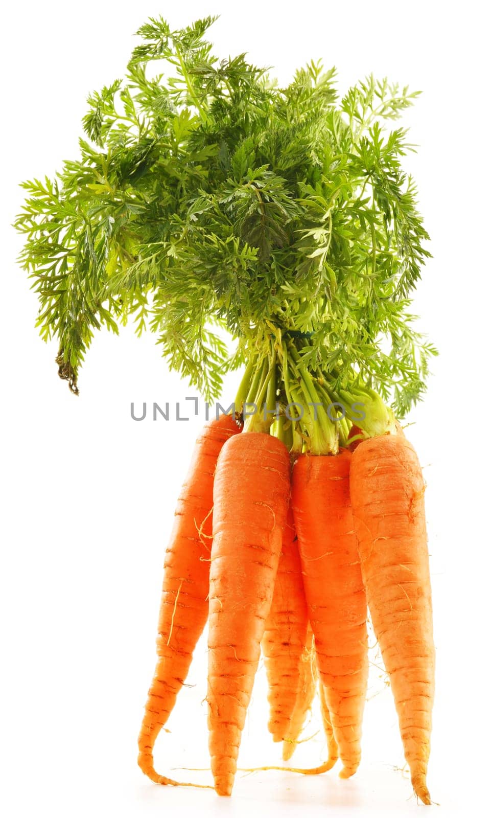 Fresh carrots bunch isolated on whiet background