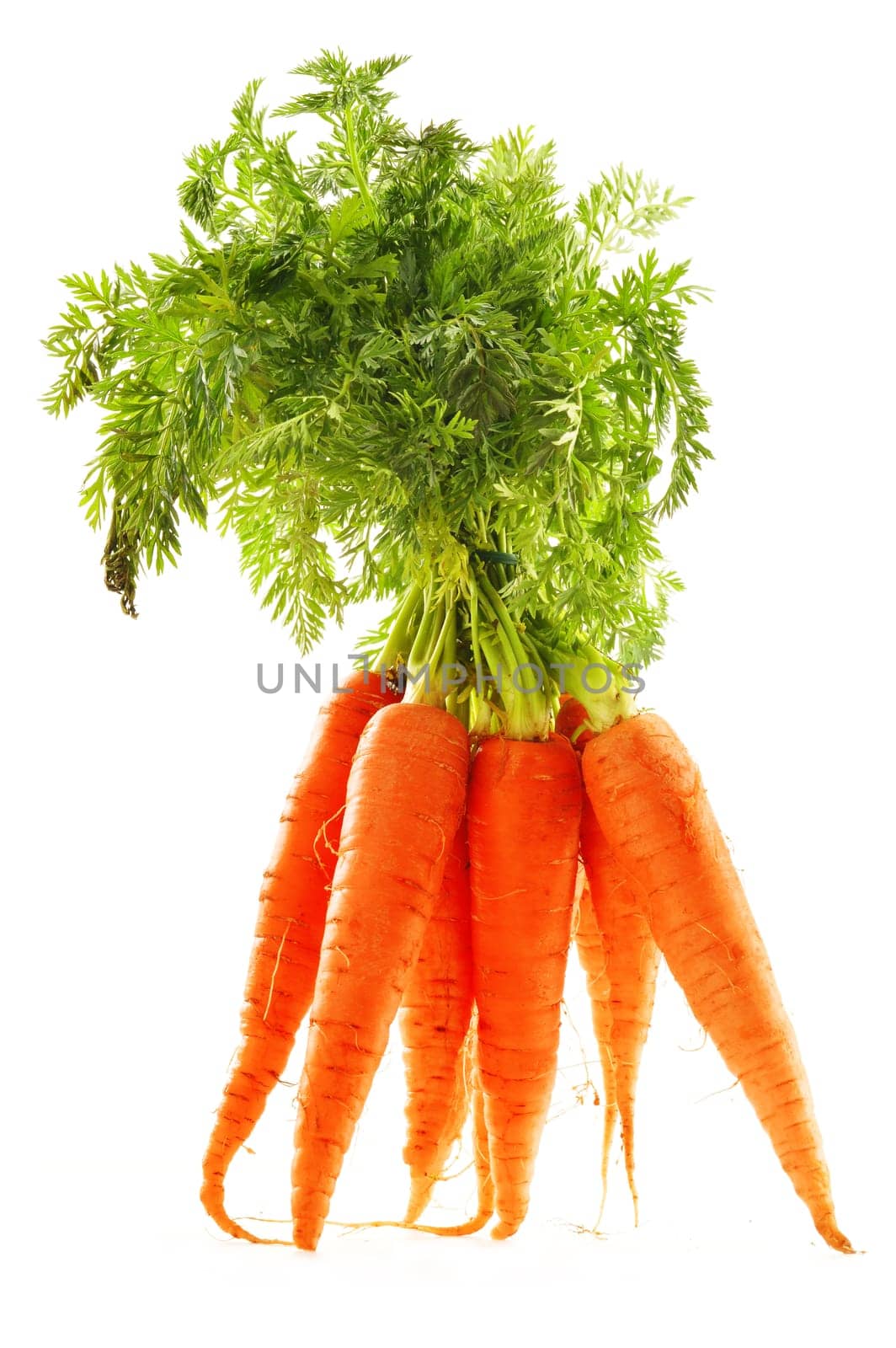 Fresh carrots bunch isolated on whiet background
