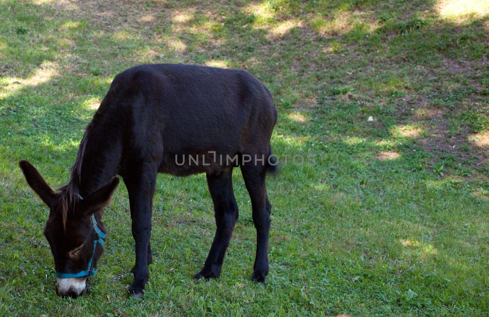 Donkey grazing in the garden
