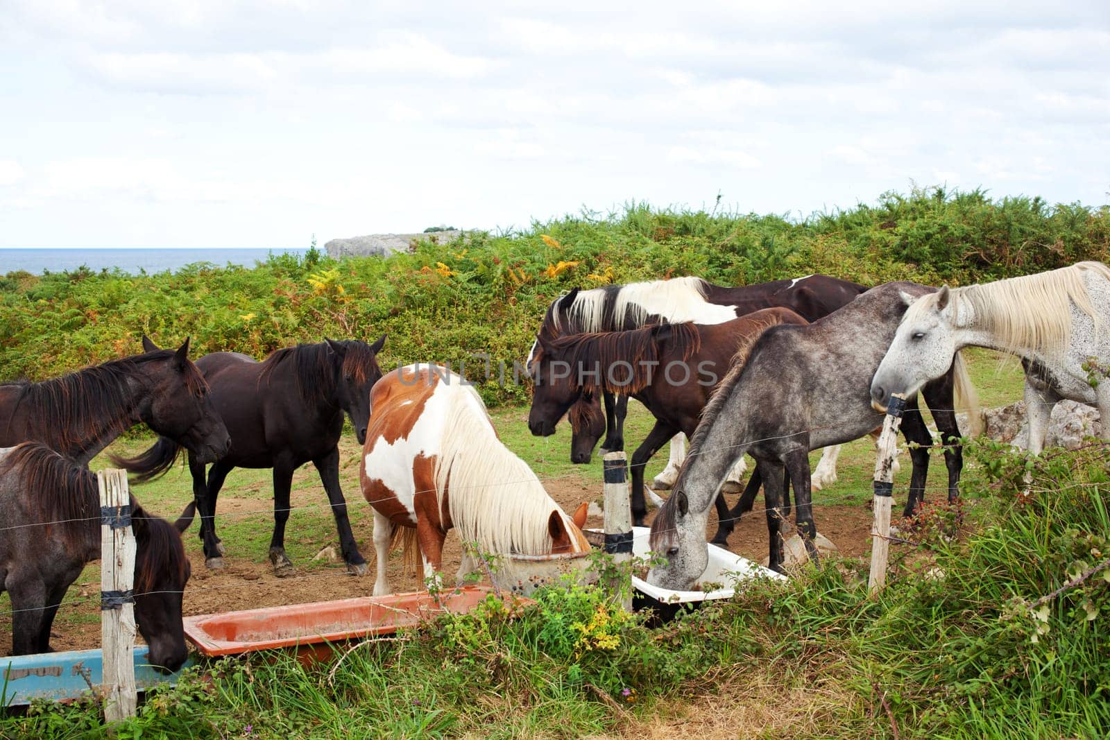 Herd of horses grazing, Spain