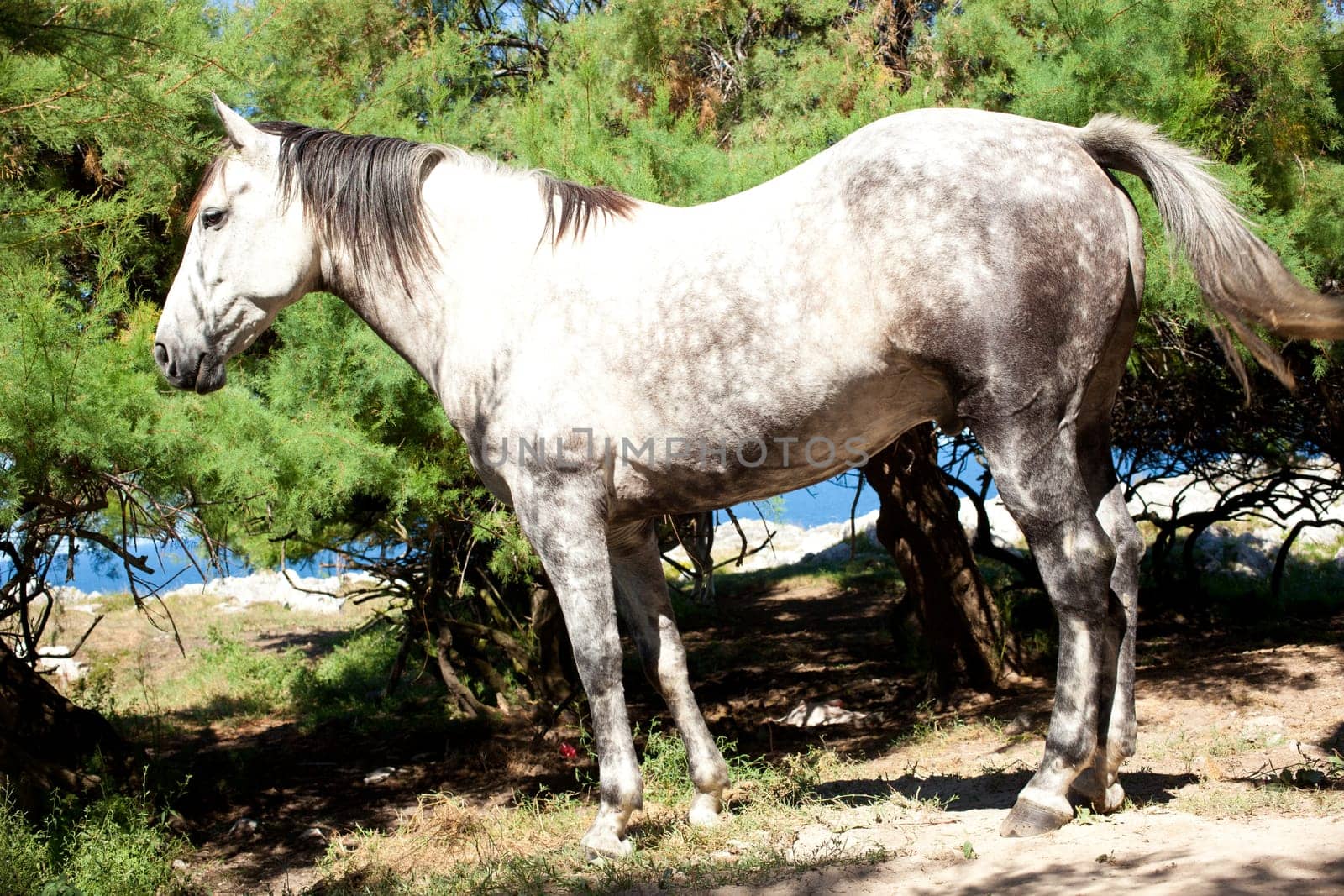 White horse next to the church