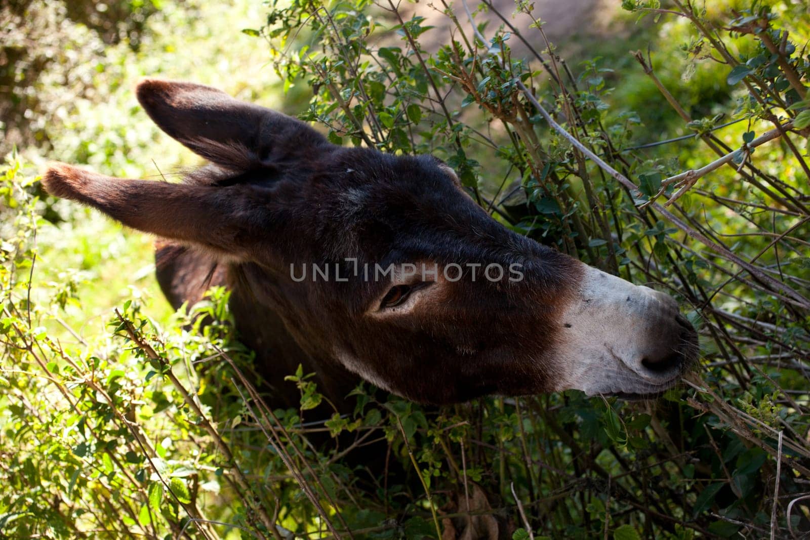 Donkey grazing in the garden