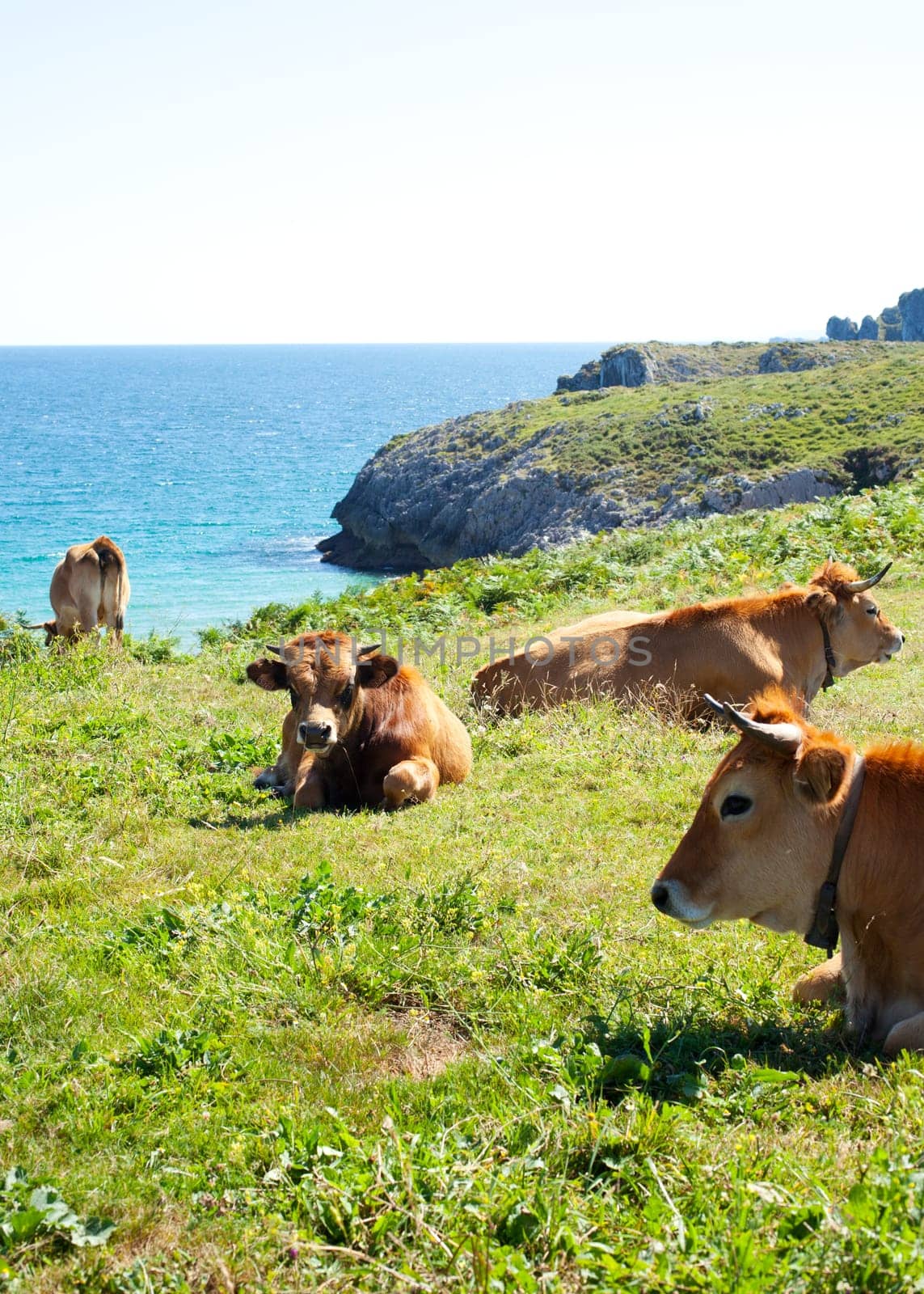 Herd of cows grazing next to sea