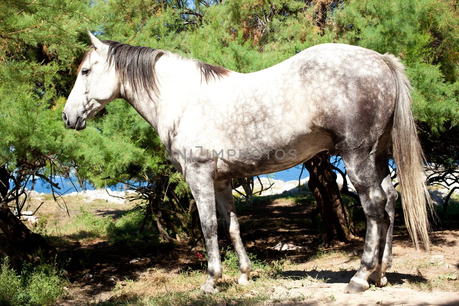 White horse next to the tree