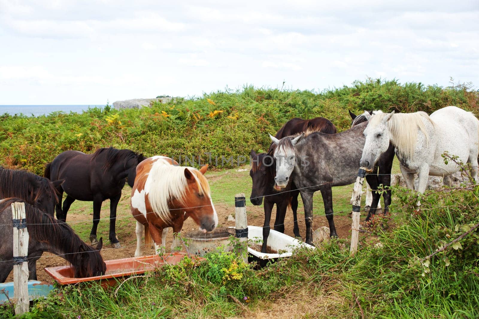 Herd of horses grazing, Spain
