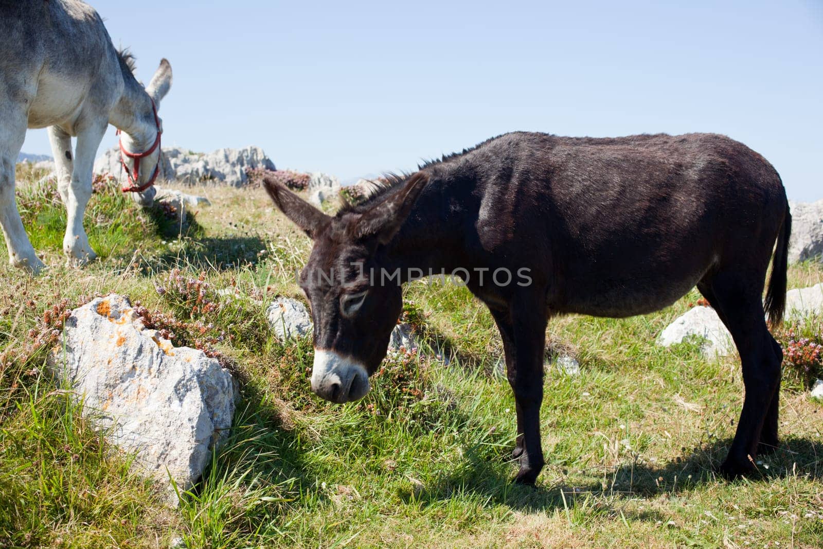 The Donkey next to the church