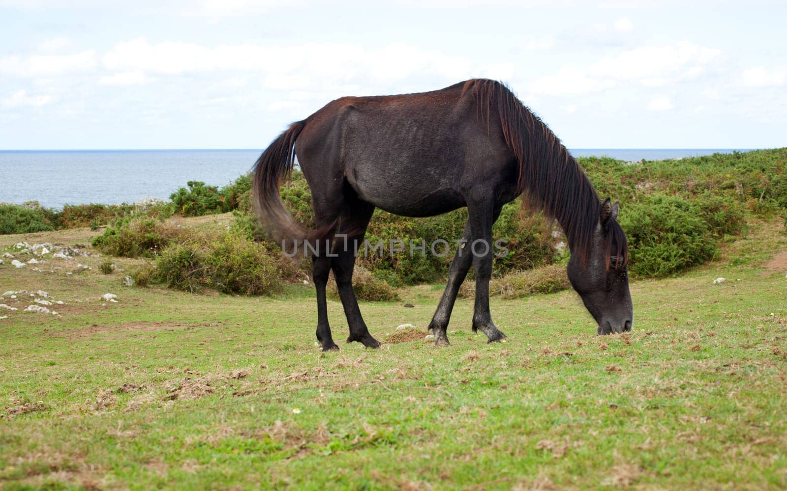 An horse grazing, Nueva - Spain