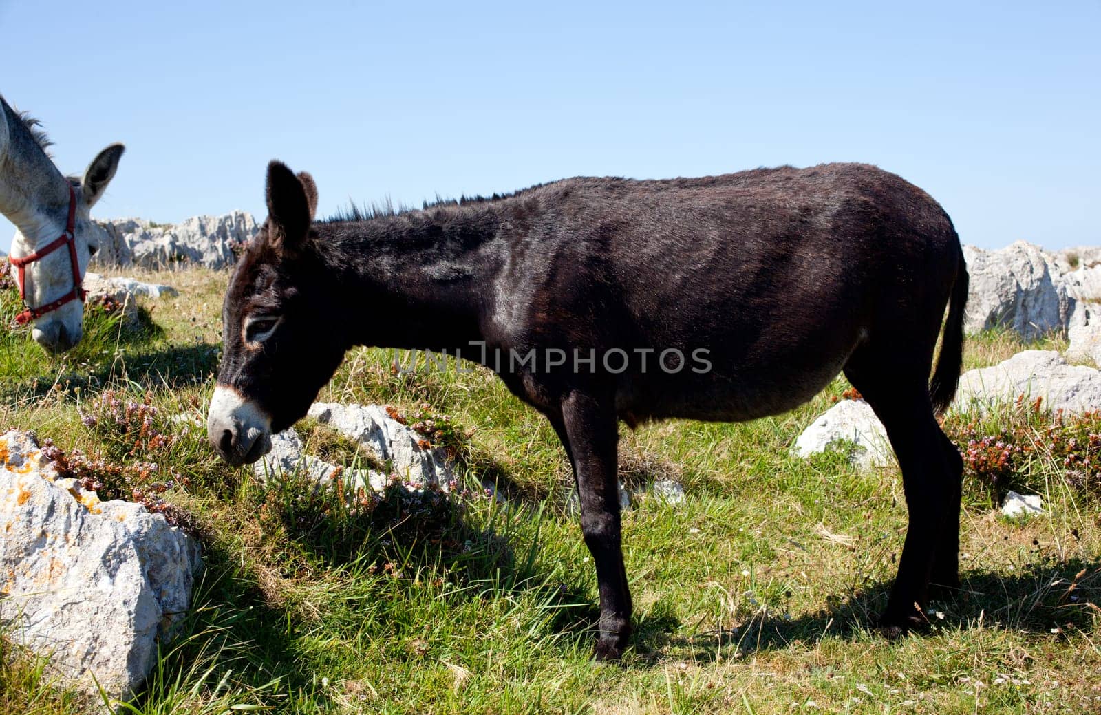 The Donkey next to the church