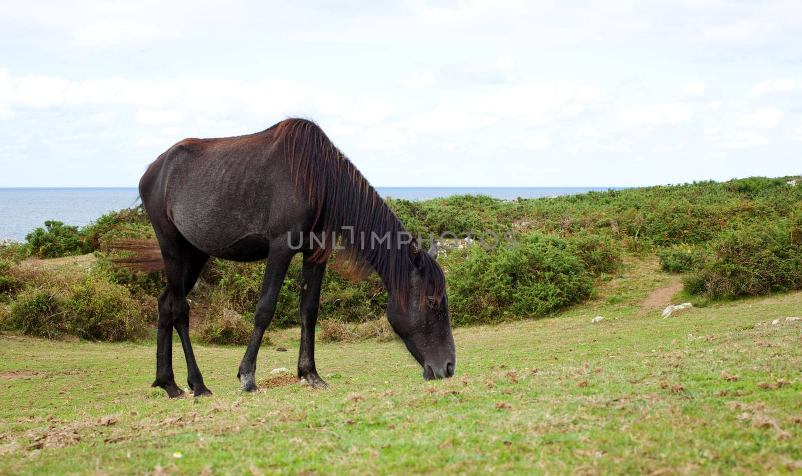 An horse grazing, Nueva - Spain