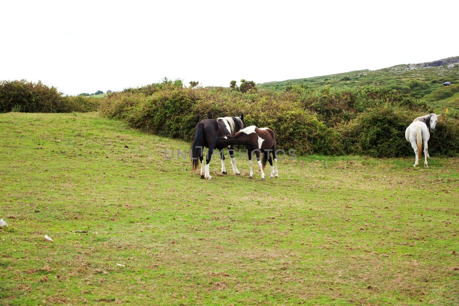 Herd of horses grazing, Spain