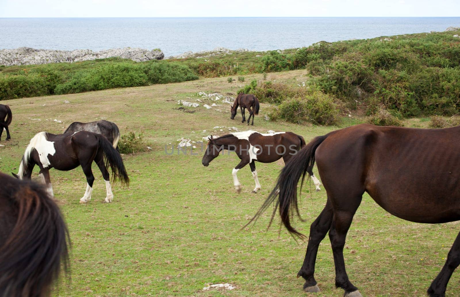 Herd of horses grazing, Spain