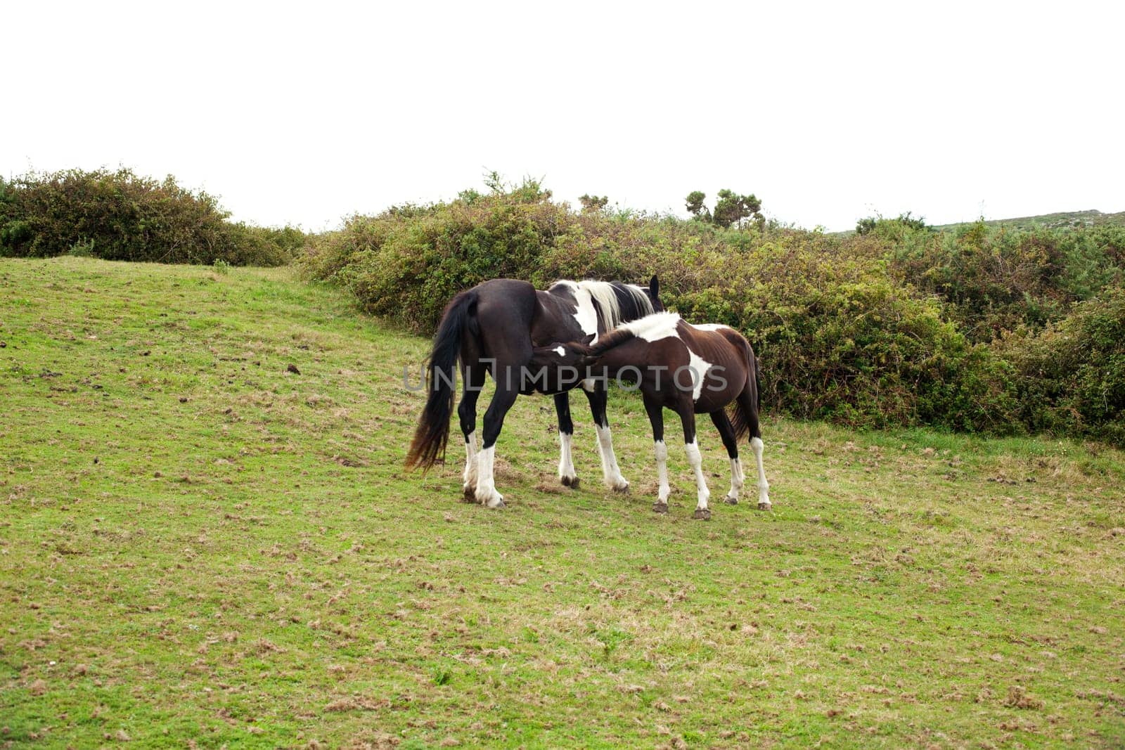 Herd of horses grazing, Spain