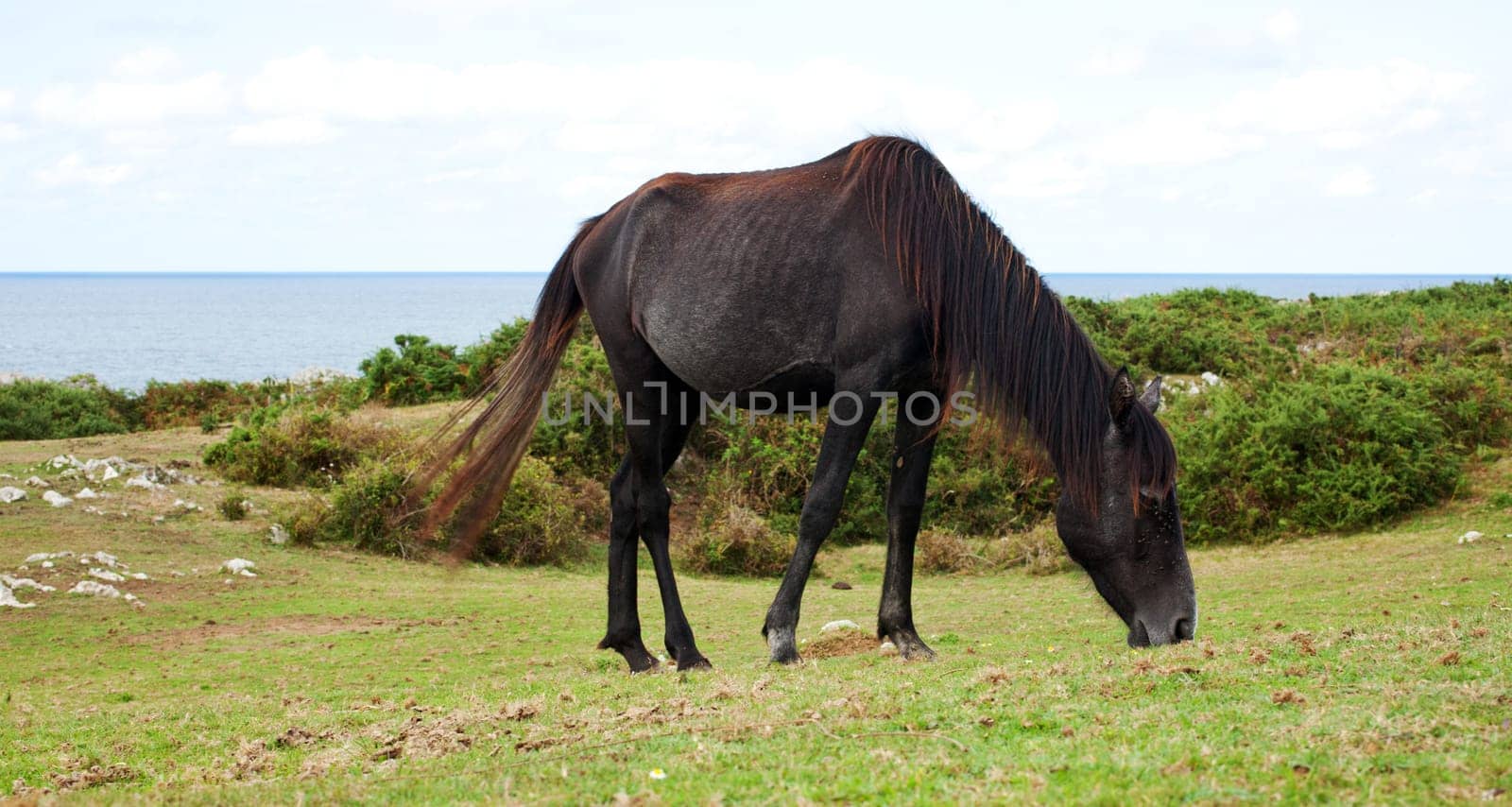 An horse grazing, Nueva - Spain