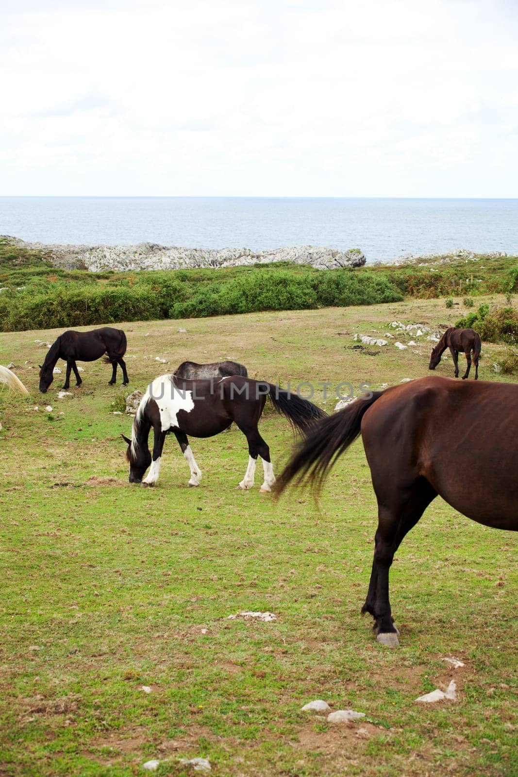 Herd of horses grazing, Spain