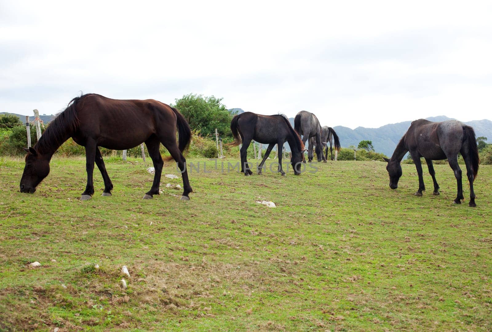 Herd of horses grazing, Spain