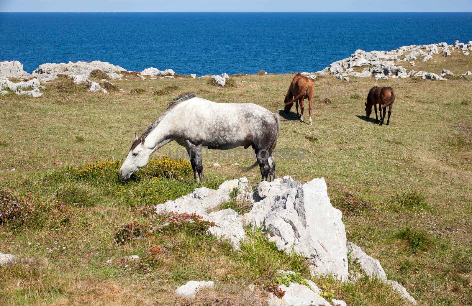 Horse grazing in the mountains of Nueva de Llanes in Spain