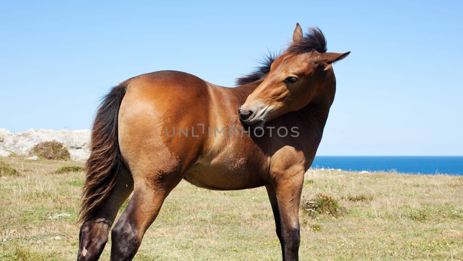 Horse grazing in the mountains of Nueva de Llanes in Spain