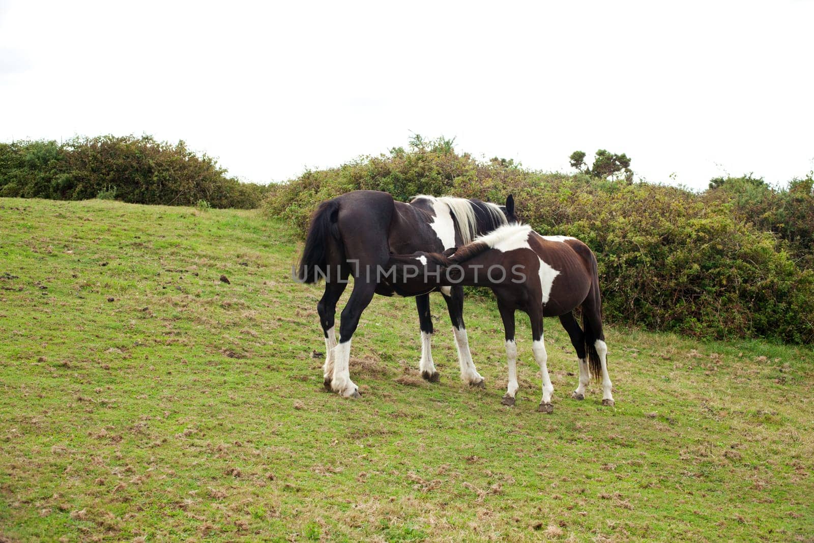 Herd of horses grazing, Spain