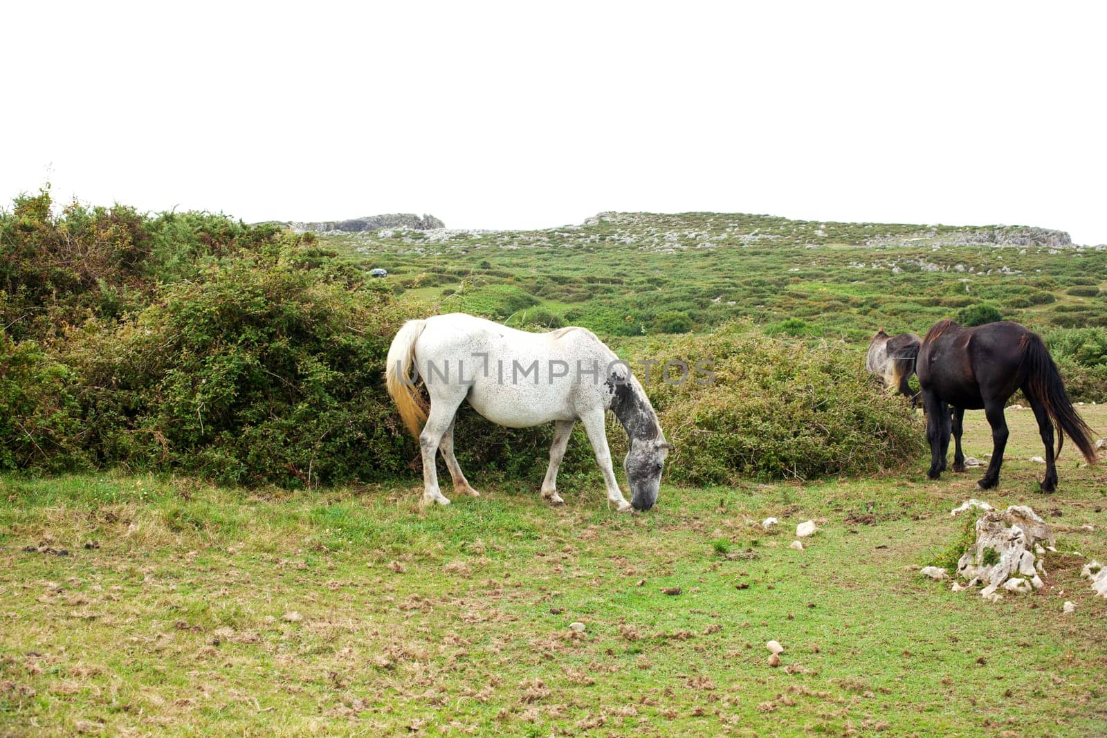 Herd of horses grazing, Spain
