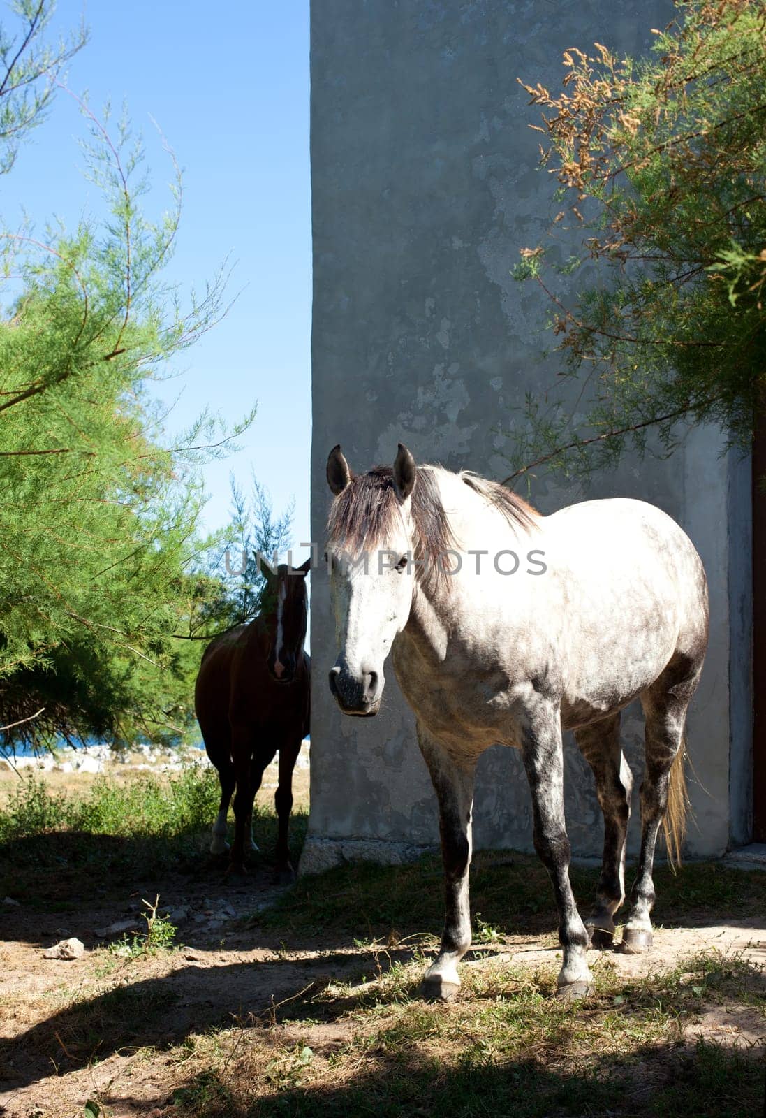 White horse next to the church