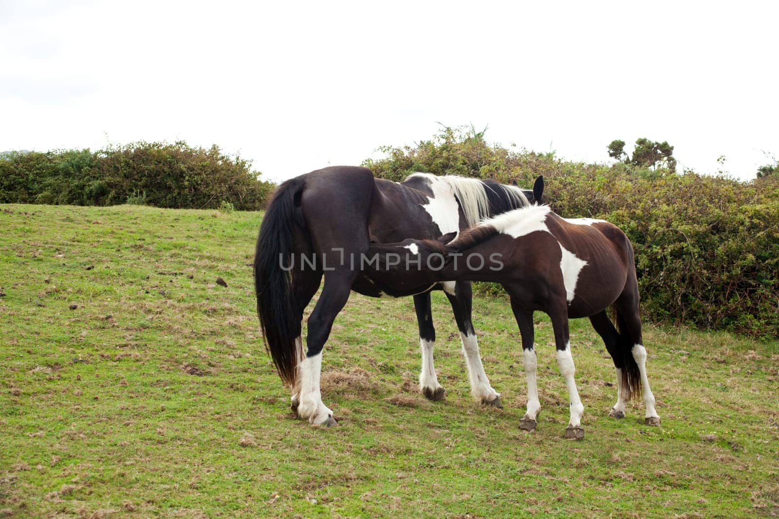 Herd of horses grazing, Spain